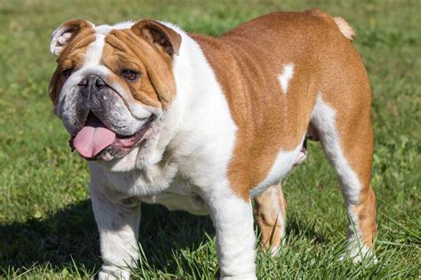 new english bulldog ausgewachsen